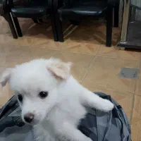 سگ پامرروباهی|سگ|مشهد, ایثارگران|دیوار