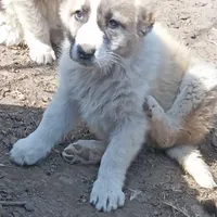 سگ سراب توله معاوضه با کفتر