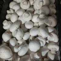 فروش قارچ|عمدهفروشی|کرمانشاه, |دیوار