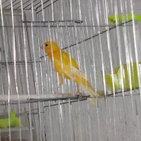 فروش انواع قناری خانگی|پرنده|کنگاور, |دیوار