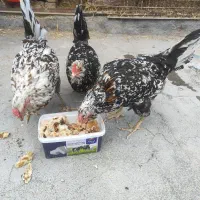 مرغ و خروس گلین