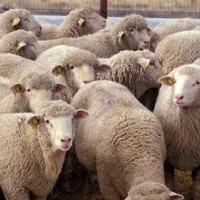 گوسفند زنده با قصاب