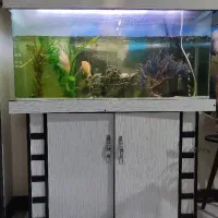 آکواریوم شیشه خم