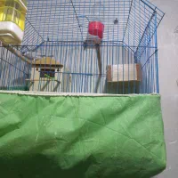 فنج|پرنده|خرمشهر, |دیوار