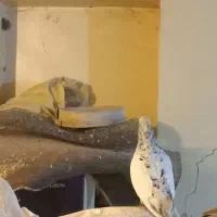 سینه کوهی درسوسنگرد|پرنده|اهواز, امانیه|دیوار