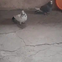 کبوتر کاکولی به فروش میرسد|پرنده|روانسر, |دیوار