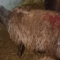 بره|حیوانات مزرعه|نهاوند, |دیوار