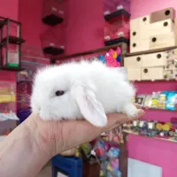 خرگوش لپ و لاین هد|موش و خرگوش|محمودآباد, |دیوار