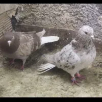 کبوتر جوفگاهی|پرنده|نیشابور, فردوس شمالی|دیوار