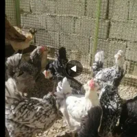 مرغ گلین در شهرضا