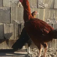 جوجه لاری و مرغ و خروس لاری|حیوانات مزرعه|مشهد, شهید بصیر|دیوار