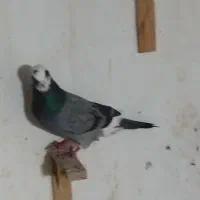 کفتر گرفتنی|پرنده|قم, نخودی|دیوار