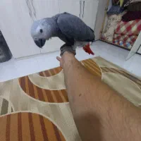 جوجه کاسکو|پرنده|تایباد, |دیوار