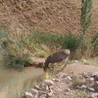 الاغ ماده