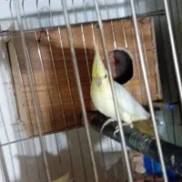 سه تا عروس و دوتا جوجه|پرنده|ری, هاشم‌آباد|دیوار