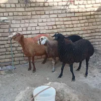 یک جفت میش جوان با بره|حیوانات مزرعه|اصفهان, شهرستان|دیوار