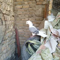 نر سرخ  نر سیاه  انتیک|پرنده|خرم‌آباد, |دیوار