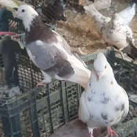 حدود ۲۰ جفت کفتر فوق پرشی