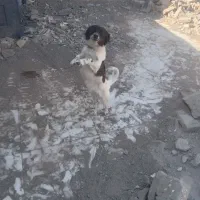 پاکوتا ماده خراسانی گیرند|سگ|نیشابور, فخریه|دیوار