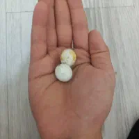 یک جفت مرغ عشق مولد بشرط با دوتا جوجه و دوتا تخم