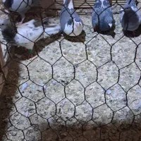 پنج عدد کبوتر تایباد|پرنده|تایباد, |دیوار