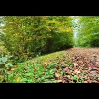 اجاره ویلا در جنگل بکر الندان|اجارهٔ کوتاه‌مدت ویلا و باغ|کیاسر, |دیوار