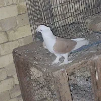 کبوتر طوقی و دوکت|پرنده|زارچ, |دیوار