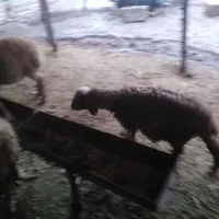 نربره چاق سالم|حیوانات مزرعه|دلند, |دیوار