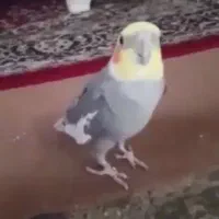 عروس هلندی  اهلی کامل