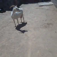 یک عدد بز سانن اصیل
