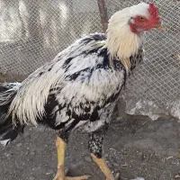 خروس لاری صابونی ۶ ماهه|حیوانات مزرعه|مشهد, امیرآباد|دیوار