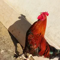 فروش خروس
