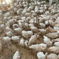 جوجه بوقلمون سیگس گوشتی ۲۰ روزه