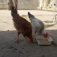 4 عدد جوجه خروس