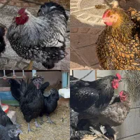 جوجه لهستانی ۵۰ ایام سمانی ویاندوت برهما مرغ وخروس