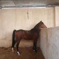 کره نریون۳سال|اسب و تجهیزات اسبسواری|خمینیشهر, |دیوار