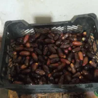 فروش خرمای ربی تازه
