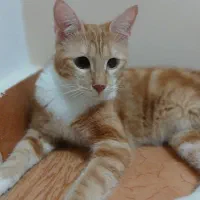 واگذاری گربه رایگان|گربه|رشت, حمیدیان|دیوار