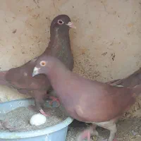 سرخ کرمونی سوسکی قره مینا شامی|پرنده|مشهد, گاز|دیوار