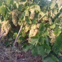 انگور|عمدهفروشی|مشگین شهر, |دیوار