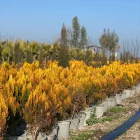 نهالستان گل محمدی