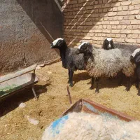 میش شال اصل نژاد دوقلو