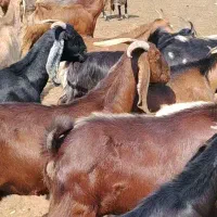 فروش 52راس بز دورگ