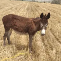 فروش الاغ هم سواری هم باری