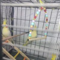 عروس هلندی زعفرانی|پرنده|آبدانان, |دیوار