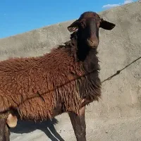 بره نر نژاد دار اصیل