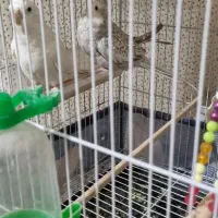 عروس هلندی آلبینو