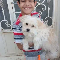 فروش و واگذاری فوری|سگ|یزد, |دیوار