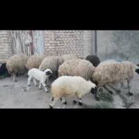 گوسفندوبره