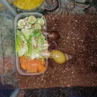 خاویار حلزون|خزنده|شیراز, فرگاز|دیوار
